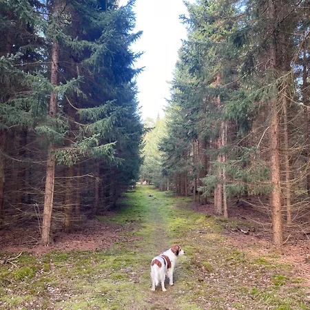 The Forest With Petanque Court